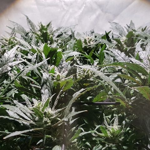 Jagoda growlog timeline photo