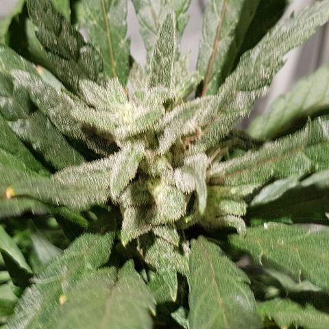Jagoda growlog timeline photo
