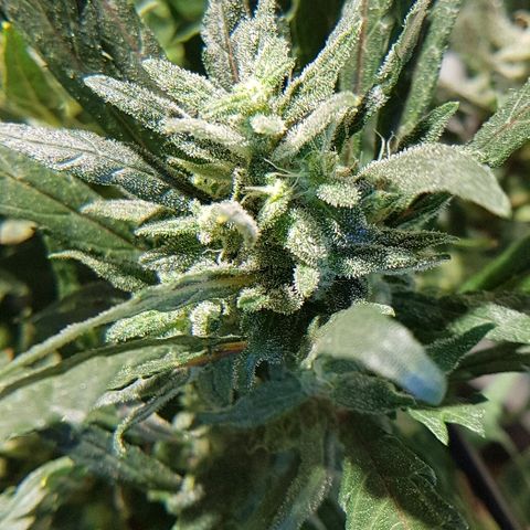 Jagoda growlog timeline photo