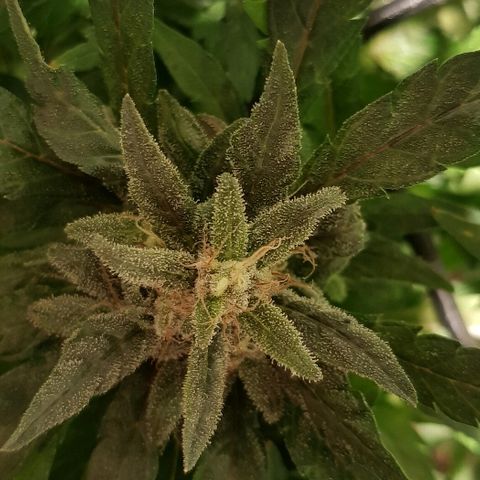 Jagoda growlog timeline photo