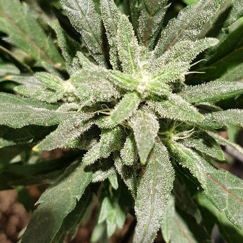 Jagoda growlog timeline photo