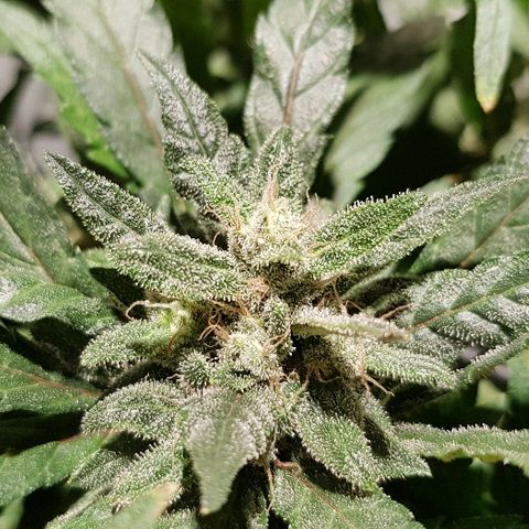 Jagoda growlog timeline photo