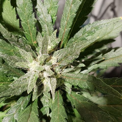 Jagoda growlog timeline photo