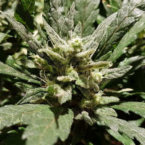 Jagoda growlog timeline photo