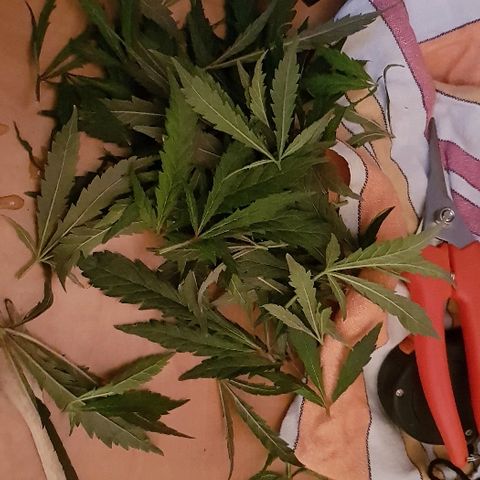 Jagoda growlog timeline photo