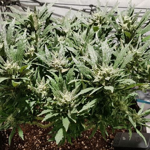Jagoda growlog timeline photo
