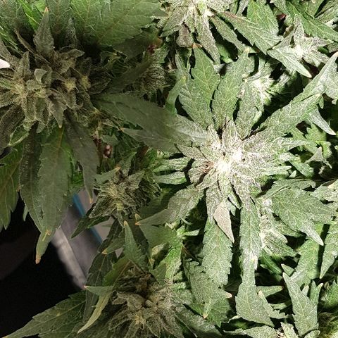 Jagoda growlog timeline photo