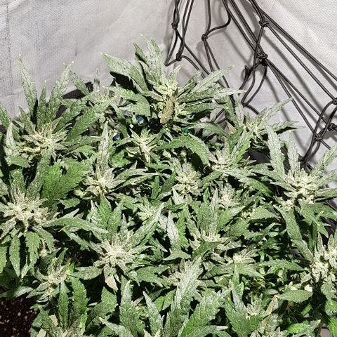 Jagoda growlog timeline photo