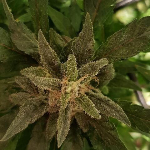 Jagoda growlog timeline photo