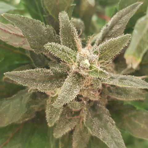 Jagoda growlog timeline photo
