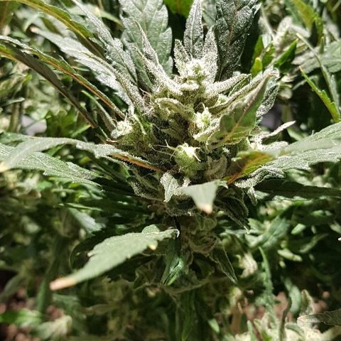 Jagoda growlog timeline photo