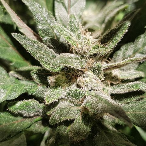 Jagoda growlog timeline photo