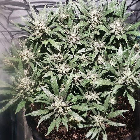 Jagoda growlog timeline photo