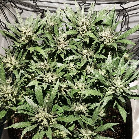Jagoda growlog timeline photo