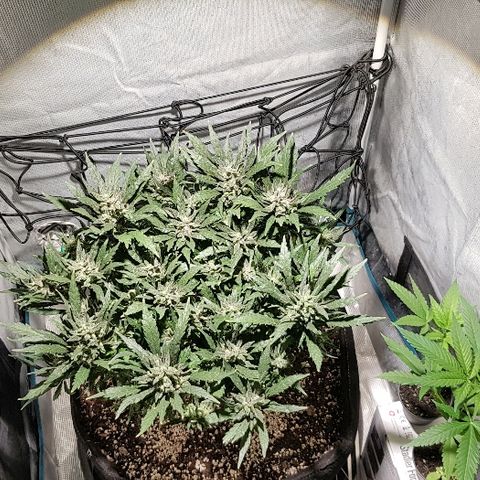 Jagoda growlog timeline photo