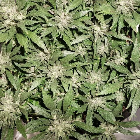 Jagoda growlog timeline photo