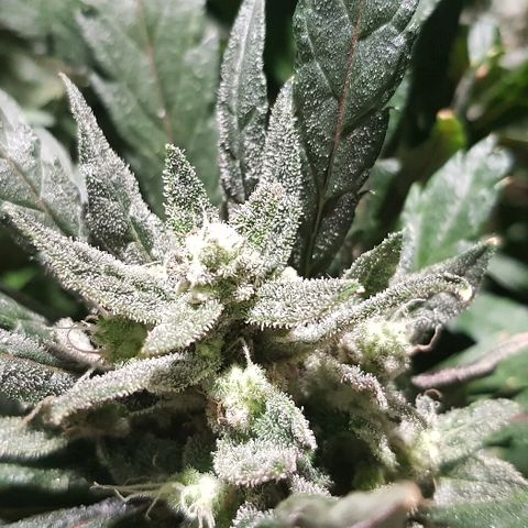 Jagoda growlog timeline photo