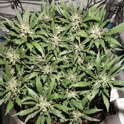 Jagoda growlog timeline photo