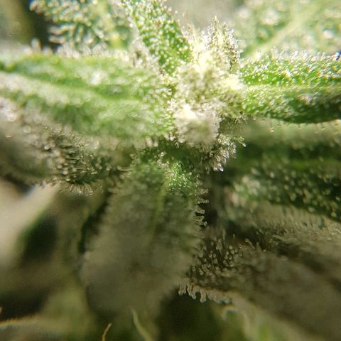 Jagoda growlog timeline photo