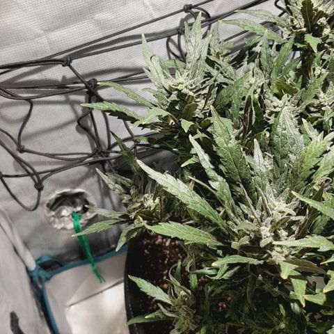 Jagoda growlog timeline photo