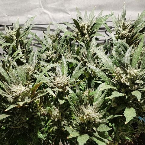 Jagoda growlog timeline photo