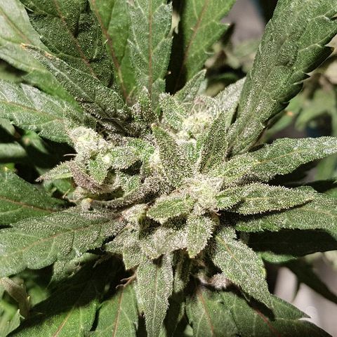 Jagoda growlog timeline photo
