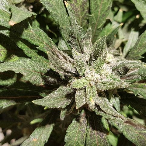Jagoda growlog timeline photo