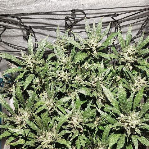 Jagoda growlog timeline photo