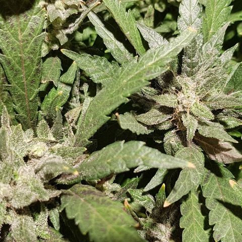 Jagoda growlog timeline photo