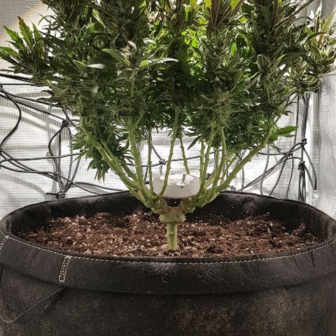 Jagoda growlog timeline photo