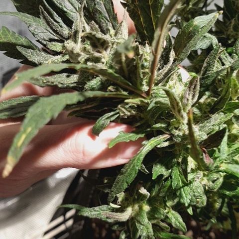 Jagoda growlog timeline photo
