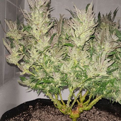 Jagoda growlog timeline photo