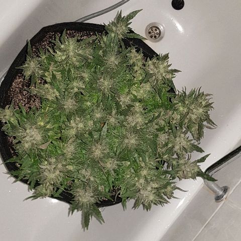 Jagoda growlog timeline photo