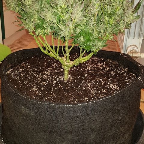 Jagoda growlog timeline photo