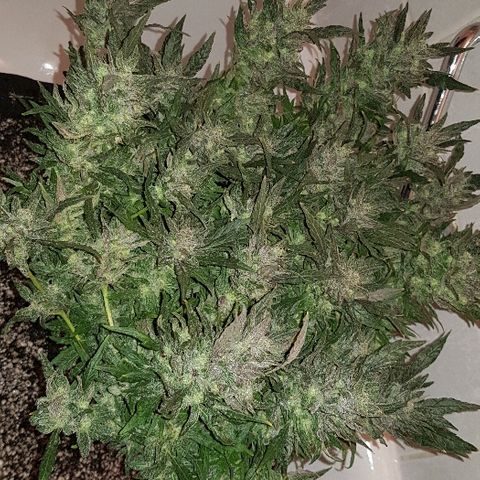 Jagoda growlog timeline photo