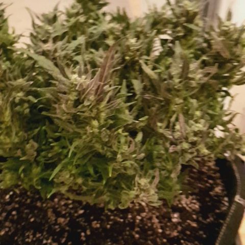 Jagoda growlog timeline photo
