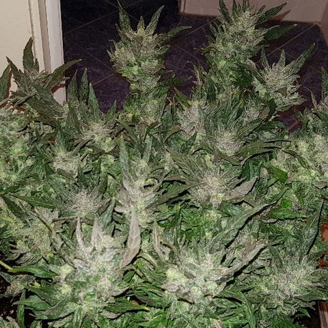 Jagoda growlog timeline photo
