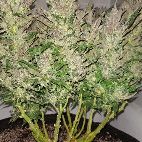 Jagoda growlog timeline photo