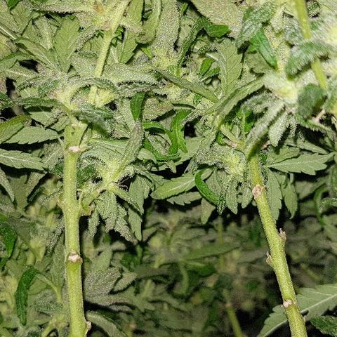 Jagoda growlog timeline photo