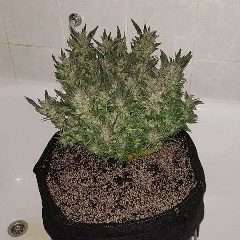 Jagoda growlog timeline photo
