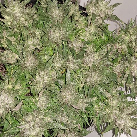 Jagoda growlog timeline photo