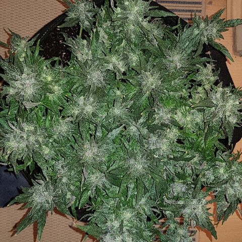 Jagoda growlog timeline photo