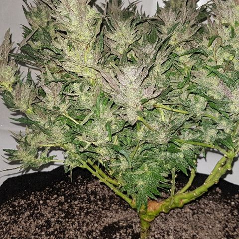 Jagoda growlog timeline photo