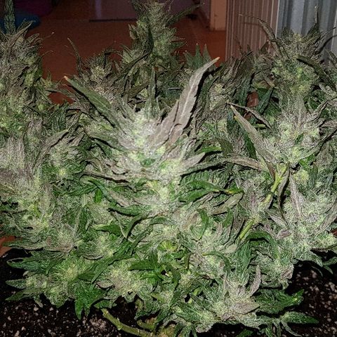 Jagoda growlog timeline photo