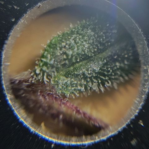 Jagoda growlog timeline photo