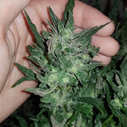 Jagoda growlog timeline photo