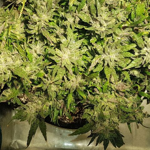 Jagoda growlog timeline photo