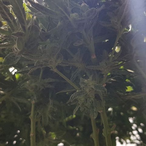 Jagoda growlog timeline photo