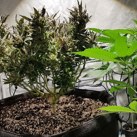 Jagoda growlog timeline photo