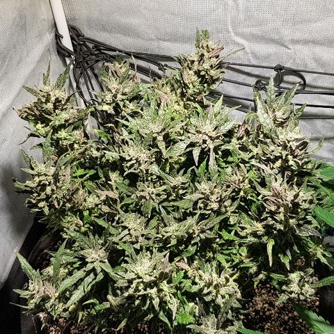 Jagoda growlog timeline photo